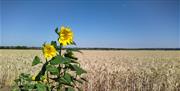 Southey Creek Glamping, sunflowers, field, wheat, harvest, view, Bramble Hall Farm, Mundon, Maldon, Essex, Blackwater, arable farm, farm
