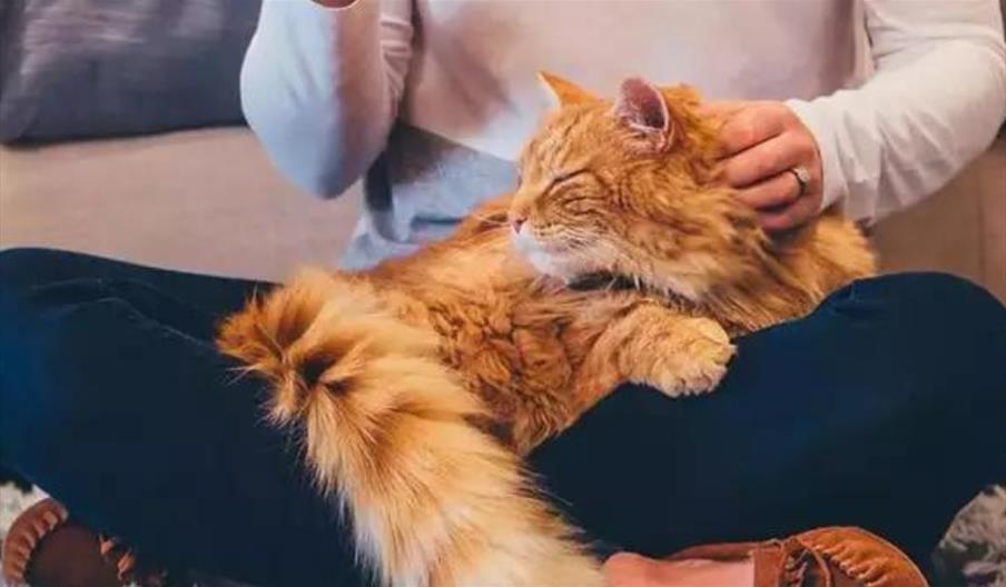 Ginger cat sitting in owner's lap