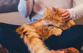 Ginger cat sitting in owner's lap
