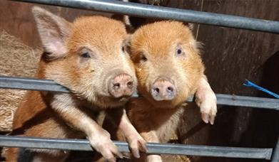 Two small ginger piglets looking over a fence at Woodstock Farm