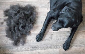 Pile of pet hair next to a freshly groomed black dob