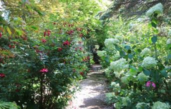 Beautiful garden with path through hydrangeas and acer trees