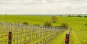 Rows of young vines growing in the rolling landscape
