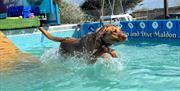 Dog enjoying the water