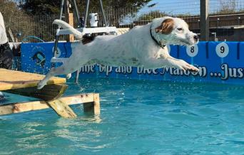 Dog jumping into the water at Canine Dip and Dive