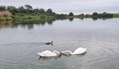 Swans on Fambridge lake