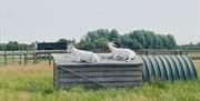 Goats sitting on top of their shed at Gardeners Farm