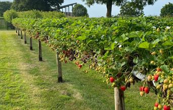 Pick your own strawberries at Little Mountains Farm