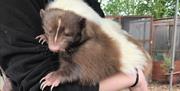Sleepy brown skunk cuddling zoo keeper