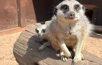 Inquisitive meerkat at Maldon Prom Zoo