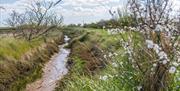 Small stream with hedge and blackthorn flowers
