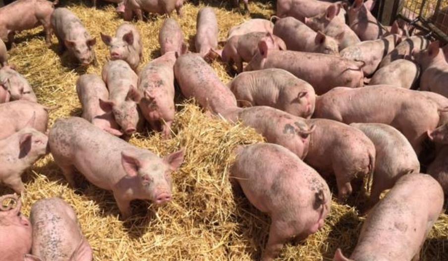 Pigs in open straw-filled barns at Wicks Manor