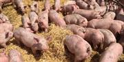 Pigs in open straw-filled barns at Wicks Manor