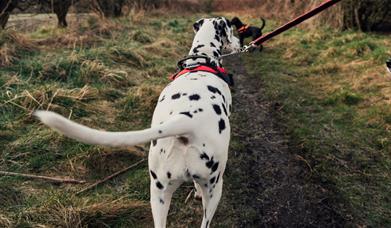 Person walking Dalmatian dog on lead