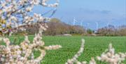 View across field of crops to windfarm with blackthorn flowers in the foreground